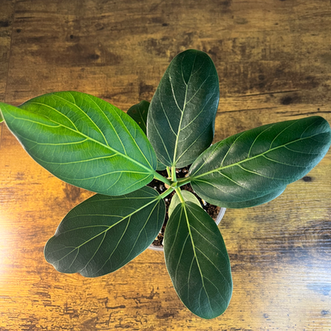 Overhead view of full, lush leaves on Ficus Audrey Plant 1 available to ship to AL, GA, NC, SC, and TN.