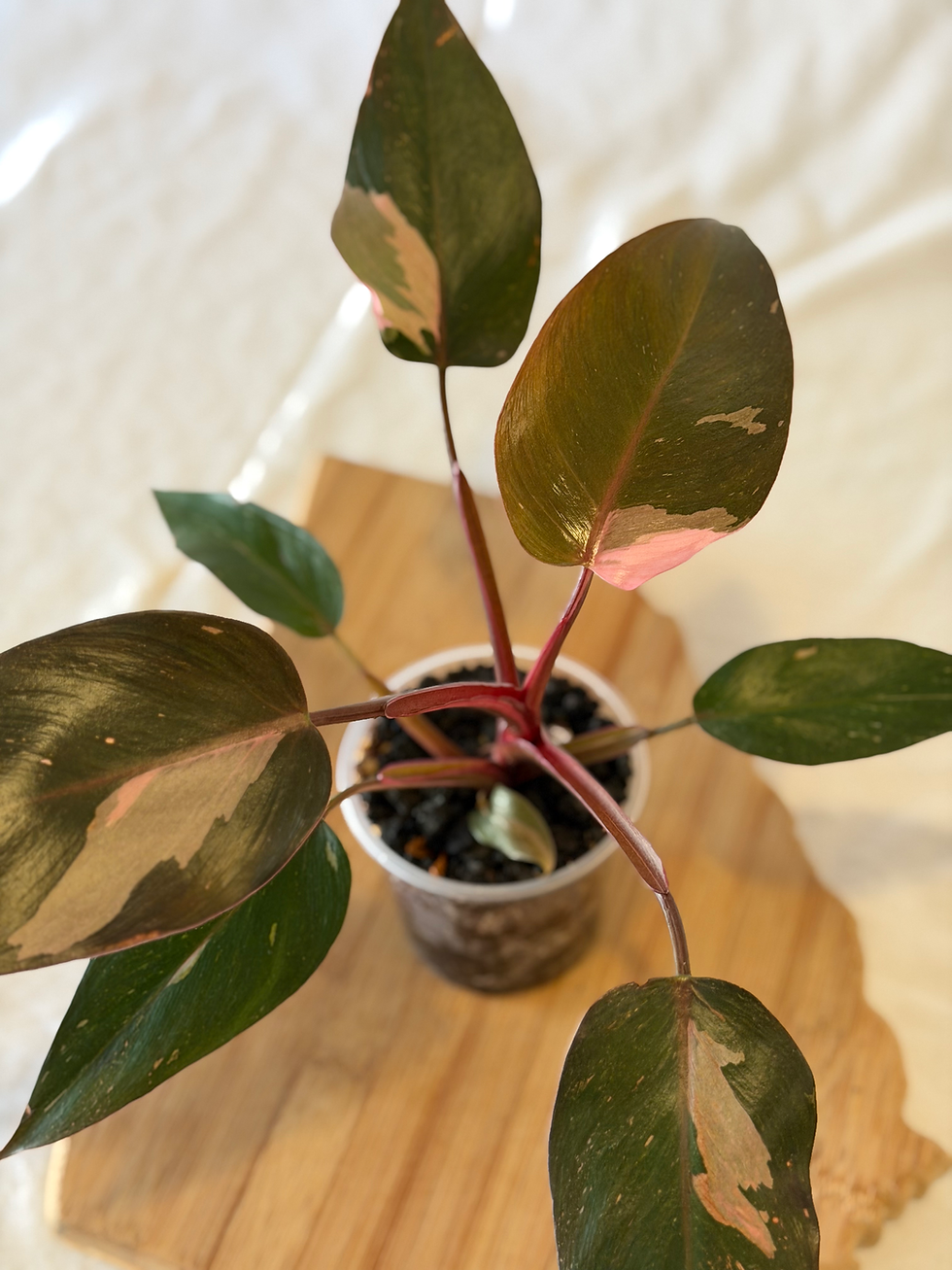 Philodendron Pink Princess with vibrant pink splotches on dark burgundy-green foliage.