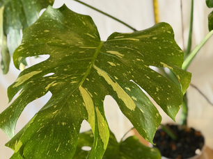 Signature 'Not Dirt' chunky soilless aroid mix healthily supports a Monstera Thai Constellation's growth.