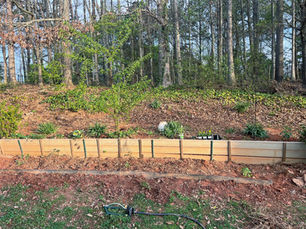 The Yard Garden 2026: Zone 8a Monday Edition