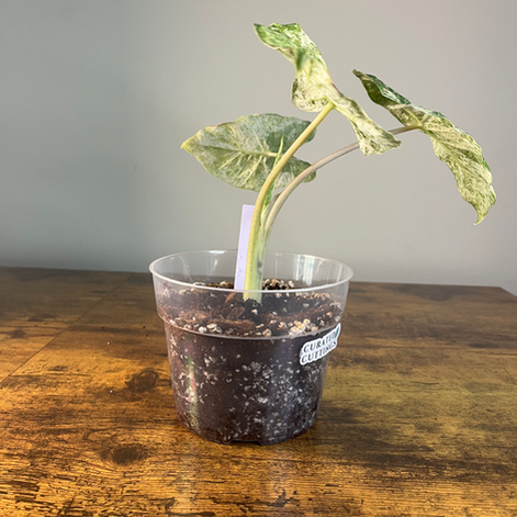 Side view of Alocasia odora Batik 2 for shipping to Southeast US.