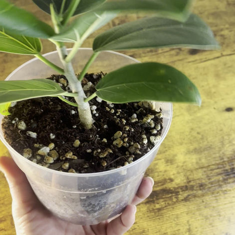 Video walkaround of Ficus Audrey Plant 1 including root detail and all mature leaves.