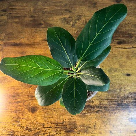Curated Cuttings overhead view of Ficus Audrey Plant 2 for southeast regional shipping.
