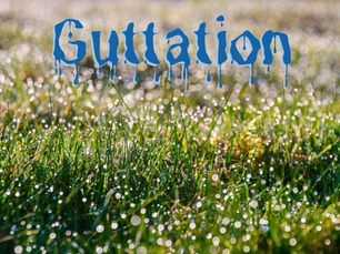 Dew sitting atop wet grass under the word "Guttation" in a drippy font.