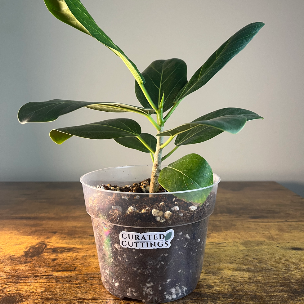 Ficus Audrey Plant 1 in 6" clear liner available from Curated Cuttings GA.