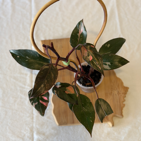Philodendron Pink Princess on Georgia cutting board from Curated Cuttings.