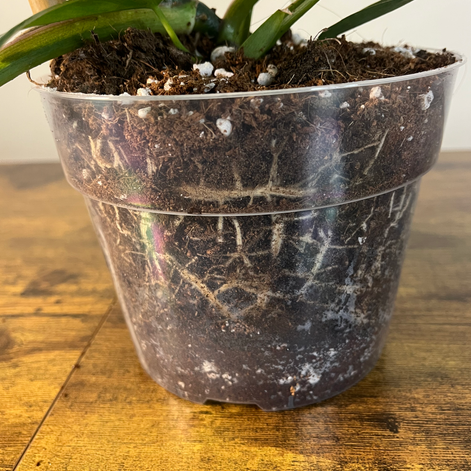 Close up of roots on Philodendron Bette Waterbury ready to ship to AL.