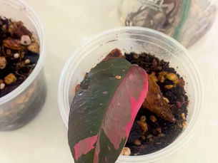 High-variegation Philodendron Pink Princess showing dark foliage and pink sectoral variegation at Curated Cuttings.