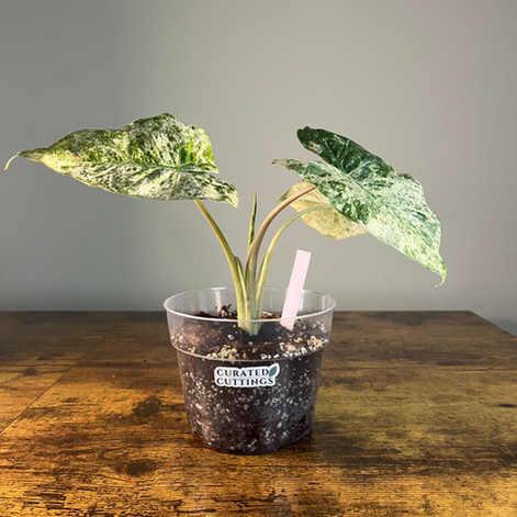 Alocasia odora Batik 2 front view of plant in 6" clear nursery pot from Curated Cuttings GA.
