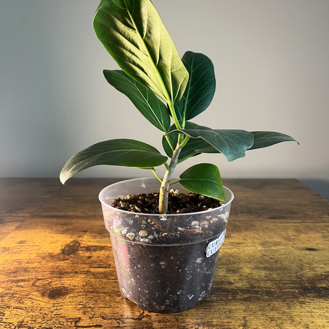 Back view of Ficus Audrey Plant 1 in 6" clear grower's pot to see root health.
