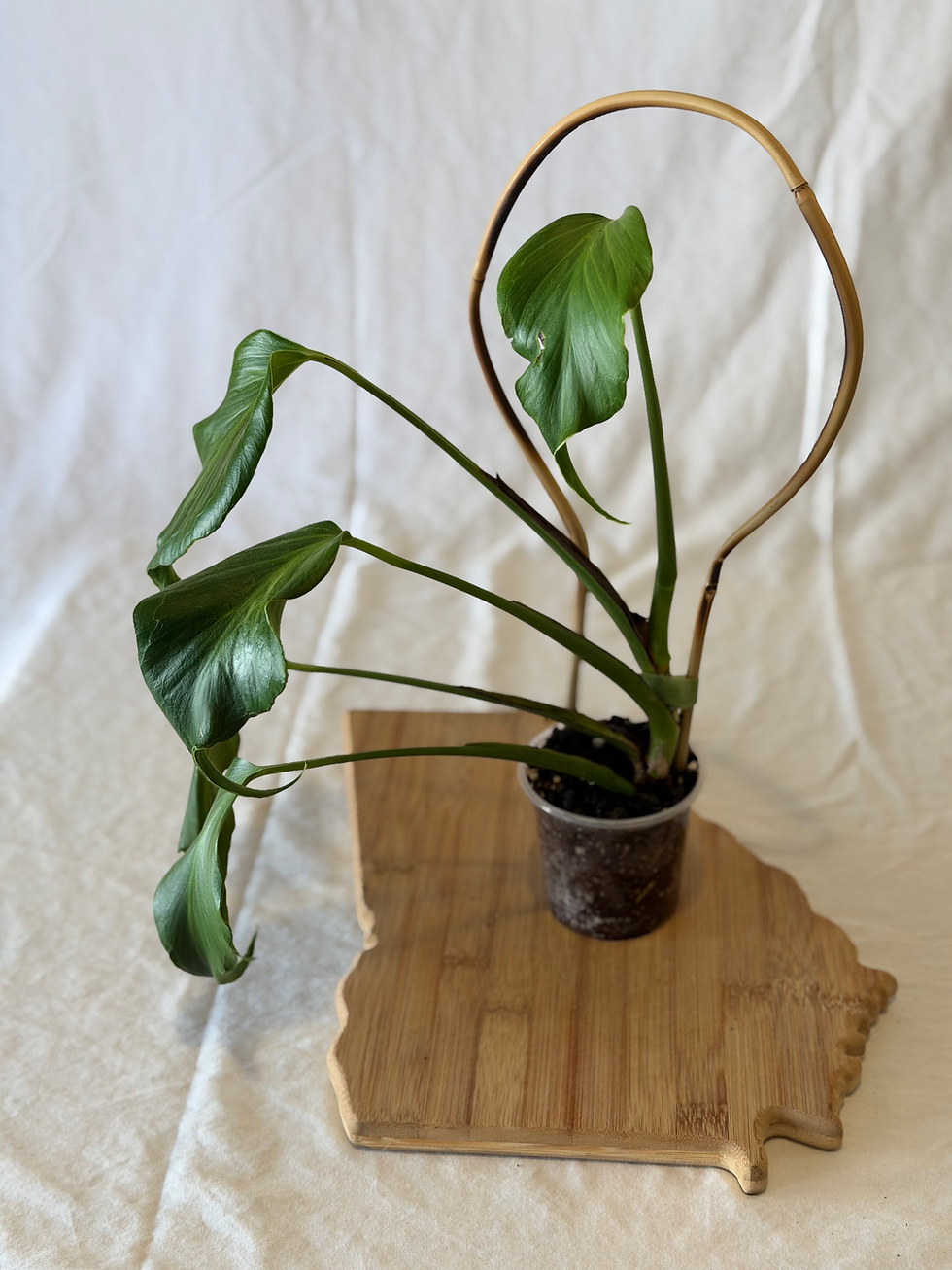 Iconic Burl Marx's Flame juvenile plant with beautifully stacked leaves.