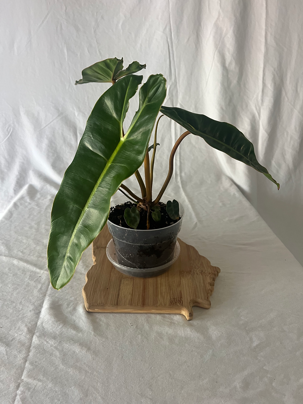 Philodendron Billietiae in 6-inch pot showcasing long green leaves and signature orange petioles for local pickup only.