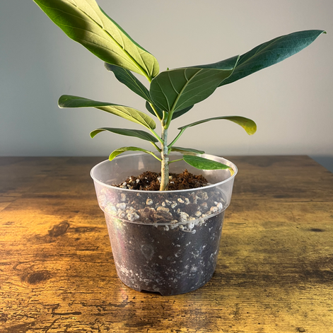Ficus Audrey Plant 2 side view for easy care indoor plants near SC.