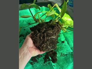 Rare architectural aroid specimen with unique leaf shape, house-hardened and shipping to GA, AL, SC, NC, and TN.