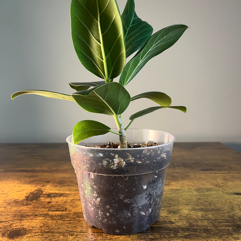 Side view of Ficus Audrey Plant 1 available to ship to southeast US.