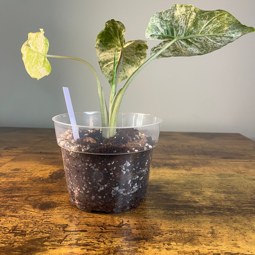 Alocasia odora Batik 2 available for purchase to plant lovers in GA, AL, TN, SC, and NC.