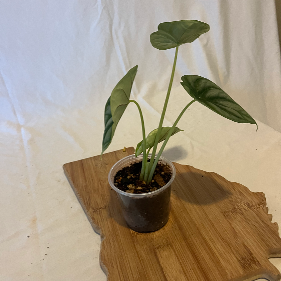 Alocasia Silver Sword juvenile plant with metallic blue-silver leaves in Flowery Branch, Georgia.