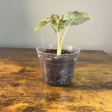 Side view of Alocasia odora Batik ready to ship to TN.