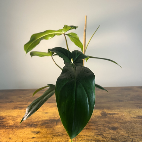 Side view of large leaf with the rest of the Philodendron Bette Waterbury 2 in the background.