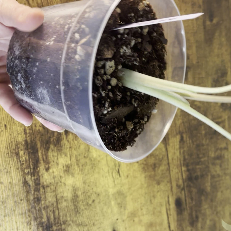 Video walkaround of Alocasia odora Batik 2 for variegated alocasia lovers.