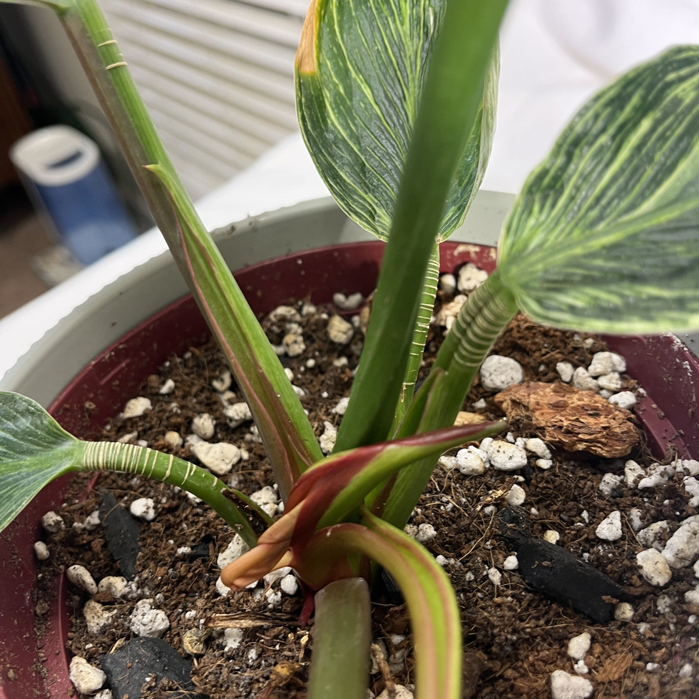 Philodendron Birkin overhead view pinstripe foliage Curated Cuttings GA