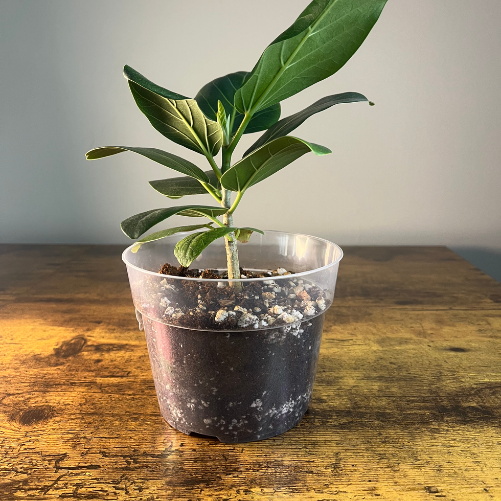 Side view of Ficus Audrey Plant 2 in 6" clear grower's pot for regional delivery to NC.
