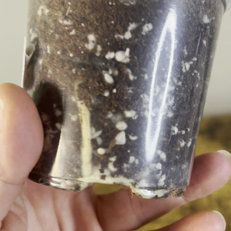 Lemon-Lime Monstera video walkaround in 3.5" clear liner with easy view of white healthy roots.