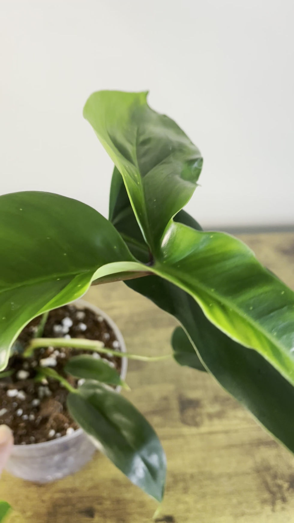 Video walk around of mature Bette Waterbury ready to ship to Southeast US.