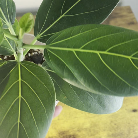 Ficus Audrey Plant 3 video walk around. For more images or information on Ficus Audrey Plant 3 email curatedcuttingsga@gmail.