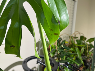 Black spot damage on Monstera Deliciosa leaves from grow light contact in a Flowery Branch GA greenhouse.
