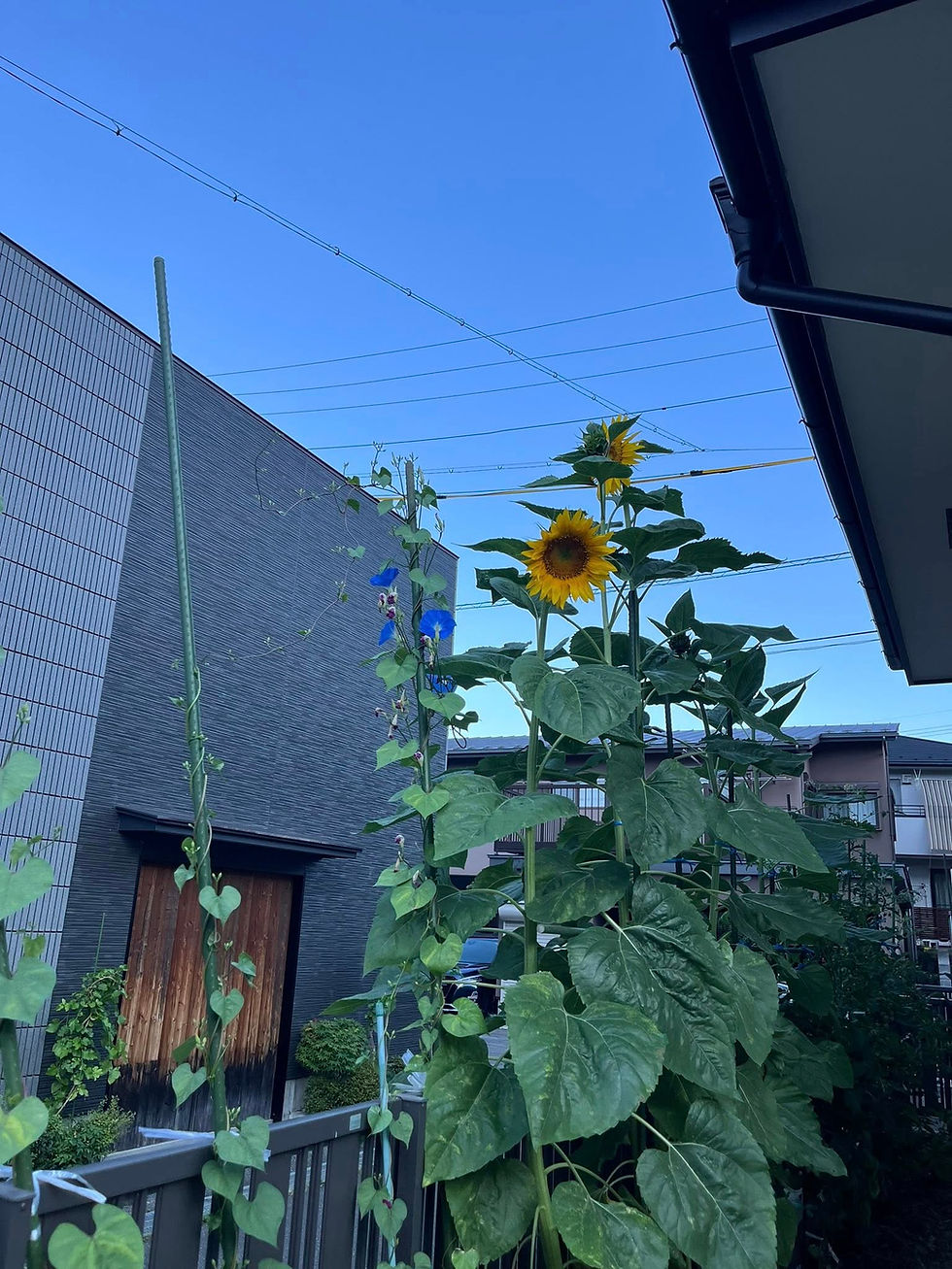 ひまわりのような