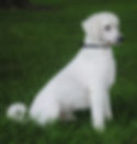 Bolt - moyen poodle at Cedar Hill Labradoodles
