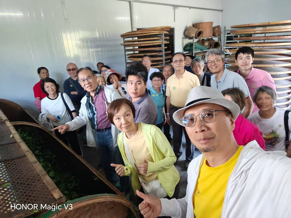 製茶工坊：探究鐵觀音的製作奧秘。