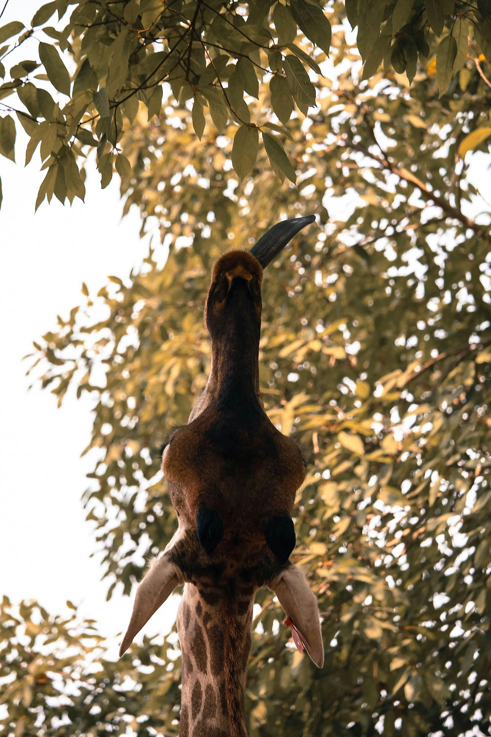 Maasai Giraffe, Reaching out to for its next Bite.