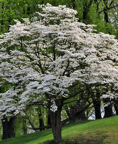 American Dogwood-1.png