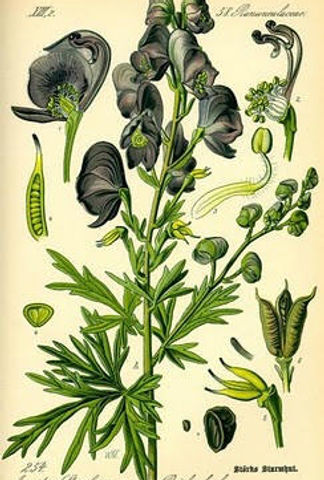 herb_wolfsbane.jpg