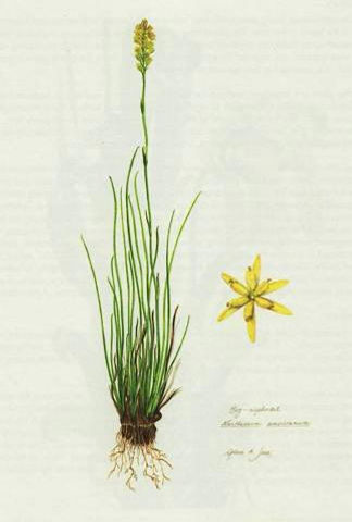 herb_asphodel.jpg