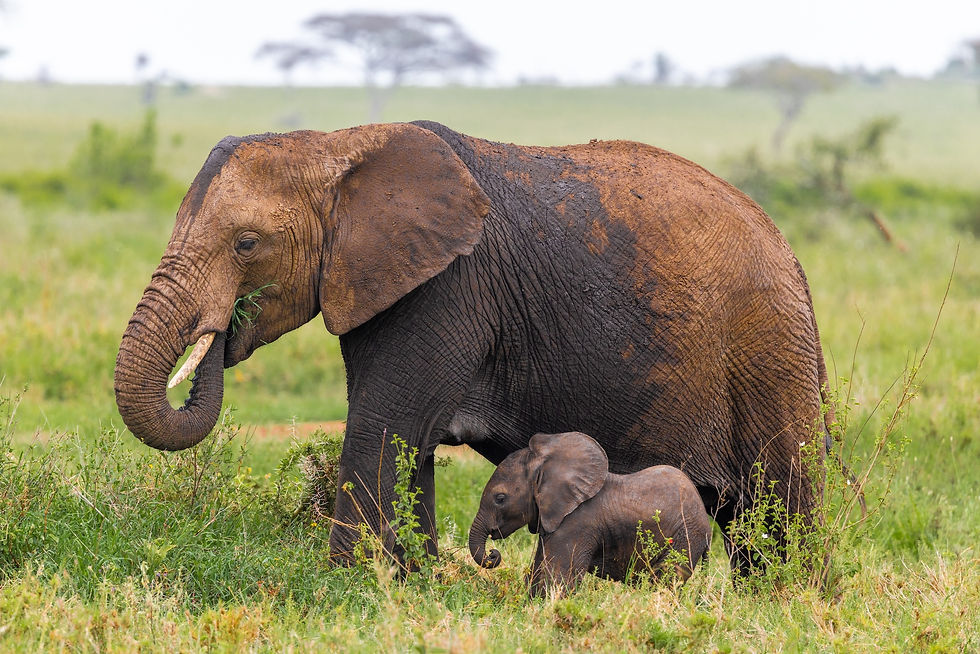 Adult elephant with calf walking through green savanna grass, calm wildlife scene with blurred trees in the background