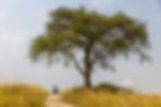 Safari vehicle on a dirt track beneath a lone spreading tree in tall golden grass under a pale sky