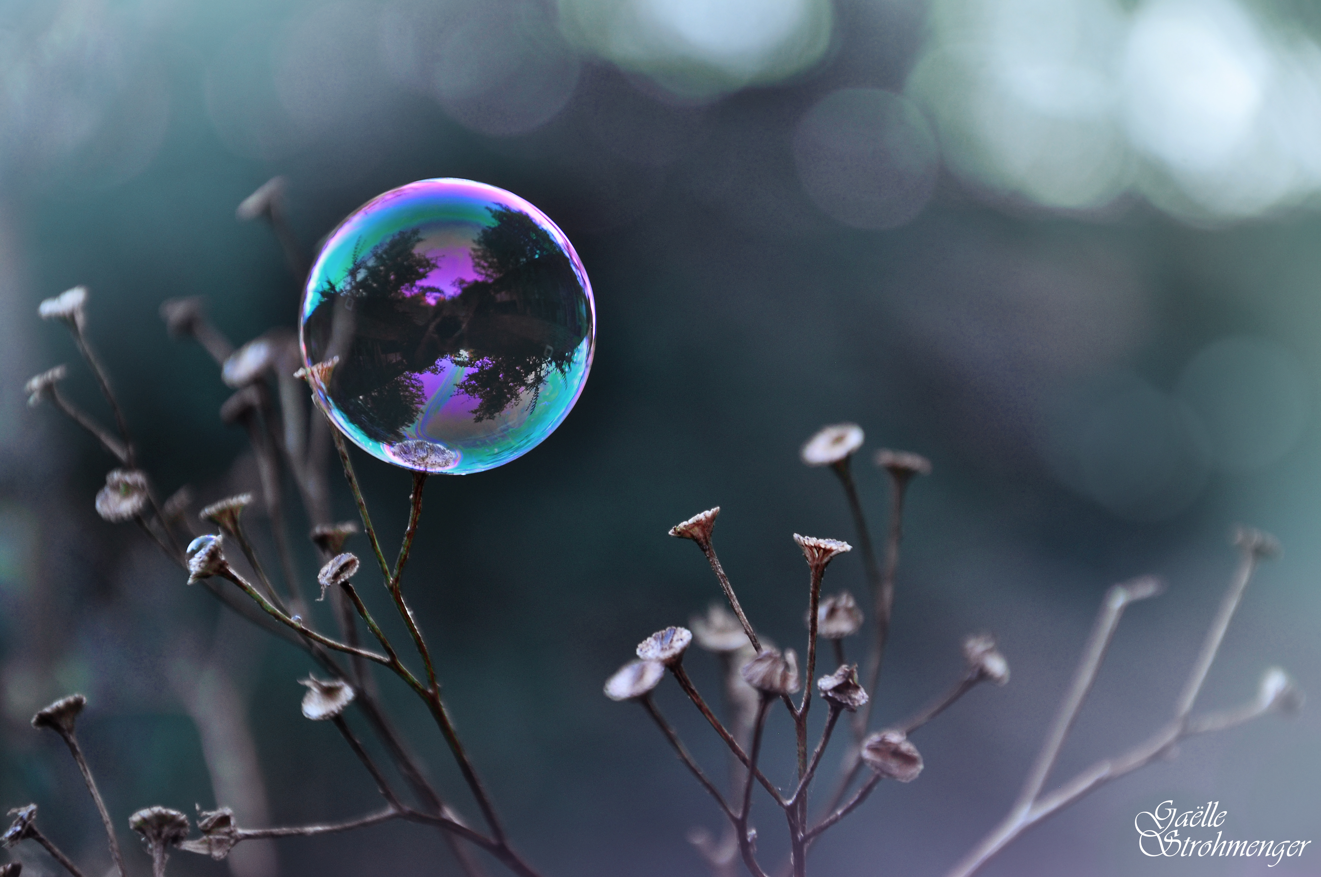 Bulle bleutée