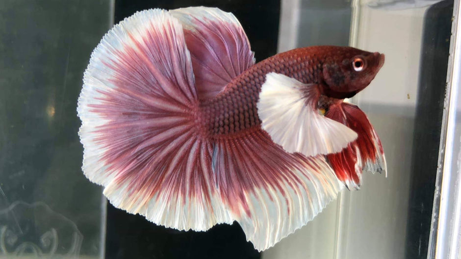 半月鬥魚