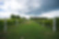 Lake2Plate_Little Red Wagon Winery-13.jpg