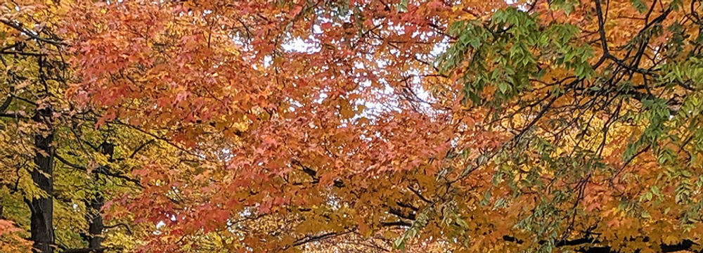 Tree canopy full of leaves in vibrant fall colours of yellow, orange, and red above a nature path.