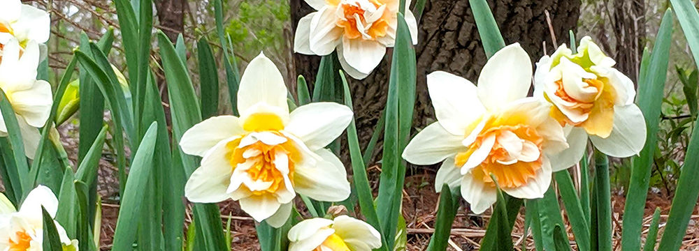 Cluster of spring bulbs. Daffodil flowers with white blooms and frilled centres in white and peachy yellow. Daffodils are growing against a bare mulched early spring garden bed.