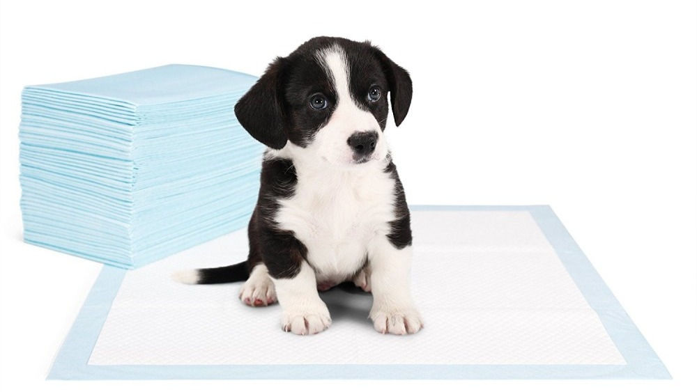 La traversina per i bisogni del cane strumento utile o dannoso?