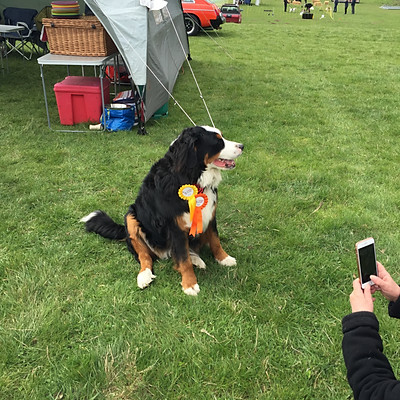 Weald Park Country Show