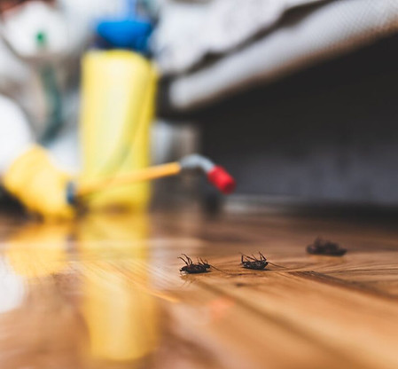 شركه مكافحه الحشرات (6).jpg