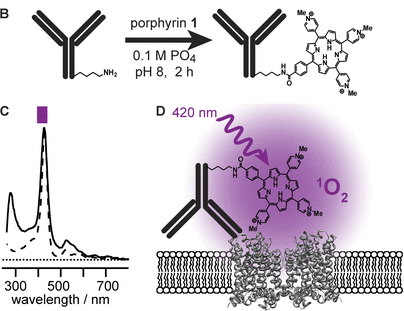 Antibody-guided photoablation of voltage-gated potassium channels