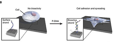 Instructing cells with programmable DNA-peptide hybrids