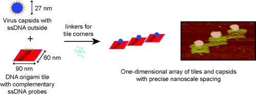 Immobilization and One-Dimensional Arrangement of Virus Capsids with Nanoscale Precision Using DNA Origami